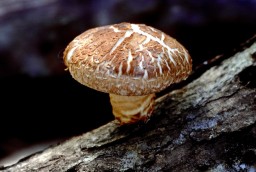 mushroom-shii-take-100g-1366-p.jpg