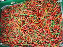 chillies-pack-of-3-460-p.jpeg