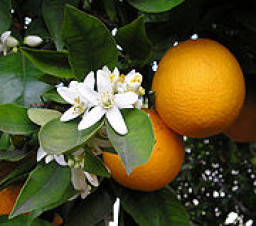 oranges-500g-380-p.jpg