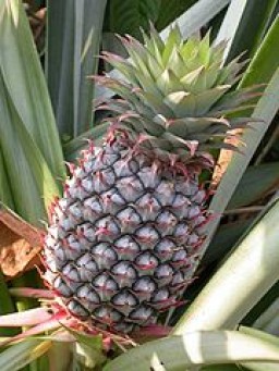 pineapple-supersweet-448-p.jpg