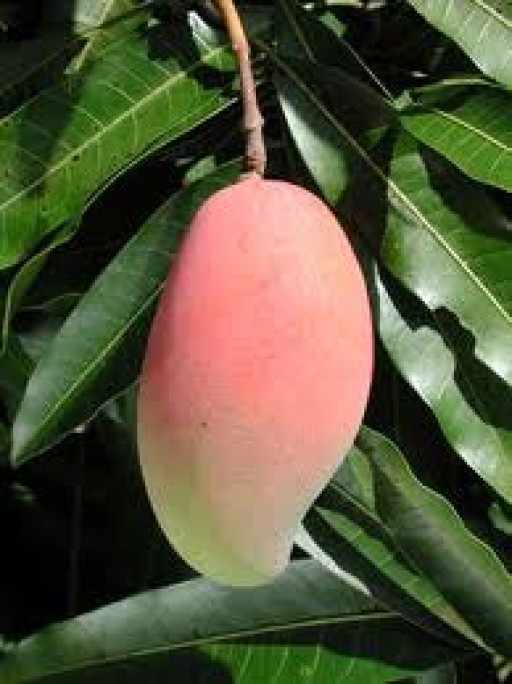 mango-large-individual-515-p.jpg