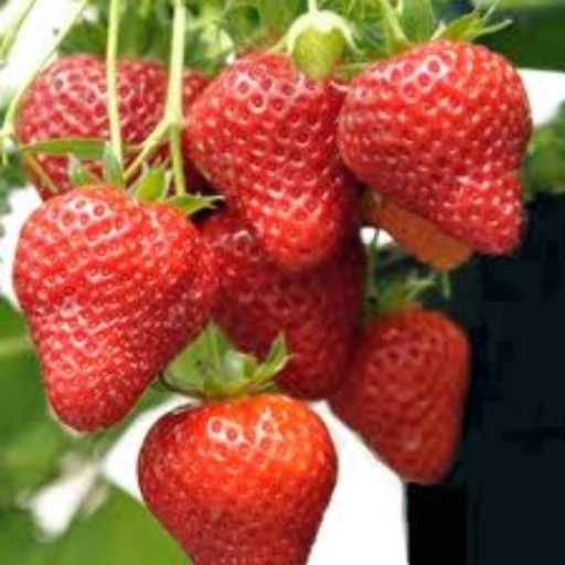strawberries-250g-551-p.jpeg
