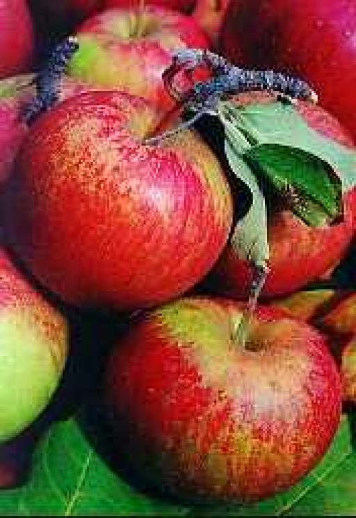 apples-jonagold-450-500g-1304-p.jpg