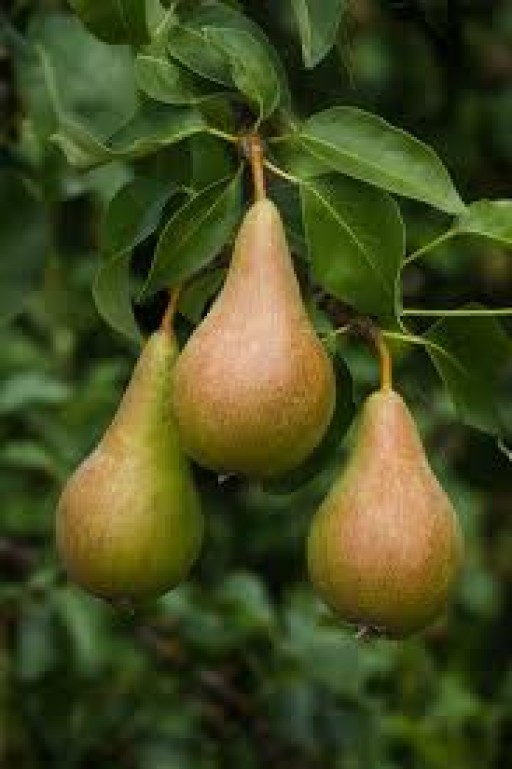 pears-conferrence-large-500g-543-p.jpg