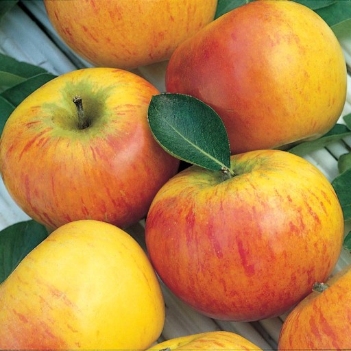 apples-cox-royale-450-500g-1305-p.jpg