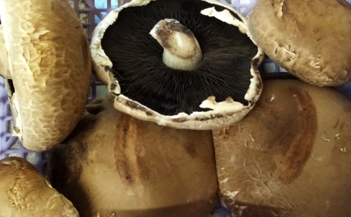Portobello Mushroom.png