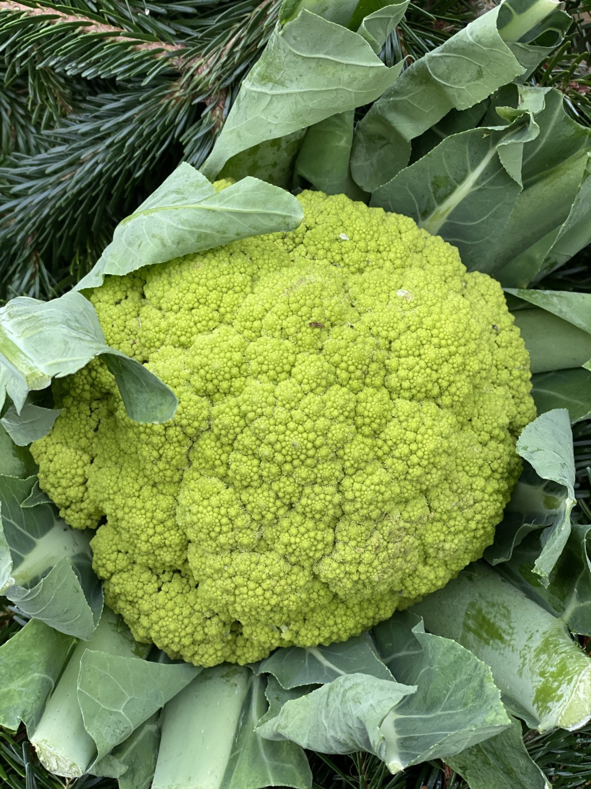 green stem cauliflower