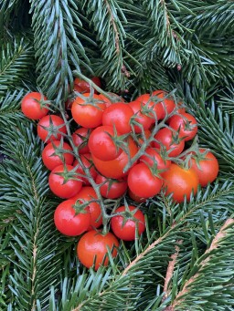 Cherry Tomatoes.jpg