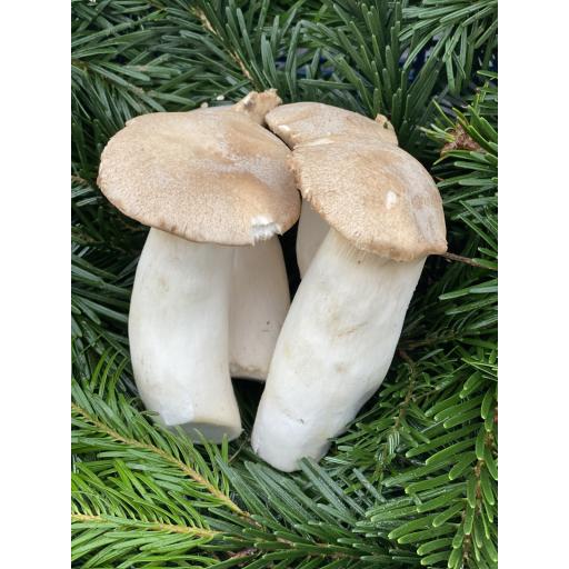 Organic Mushrooms, Eryngii