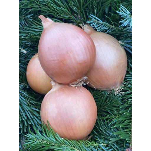 Organic Onions, White