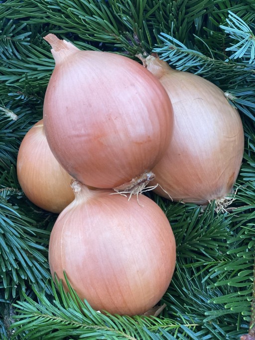 Big White Onion.jpg