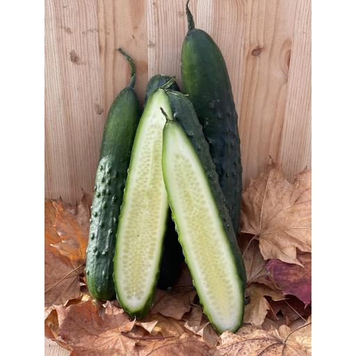 Organic Cucumber (Short)